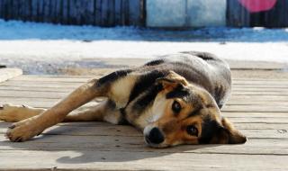 与狗狗的10个约定