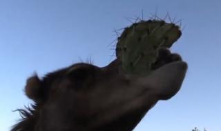 吃仙人掌不觉得扎嘴