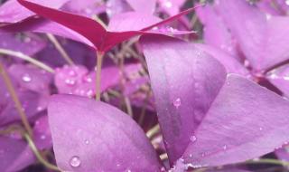 三角紫叶酢浆草 三角紫叶酢浆草