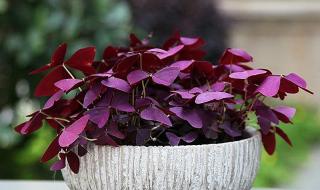 三角紫叶酢浆草 三角紫叶酢浆草