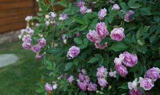 神秘花园钢琴谱