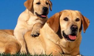 拉布拉多纯种多少钱 拉布拉多纯种多少钱