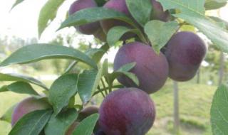 朱砂是哪里的特产