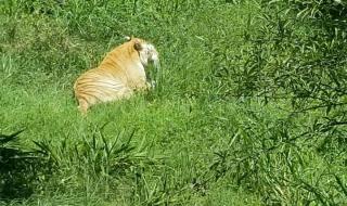 重庆野生动物世界 重庆野生动物世界